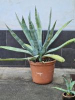 Agave im Topf Sachsen - Mülsen Vorschau