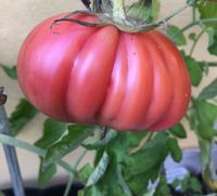 Tomaten 10 Samen „Coeur de Boeuf“ Ochsenherztomate, samenfest Bayern - Ramerberg Vorschau