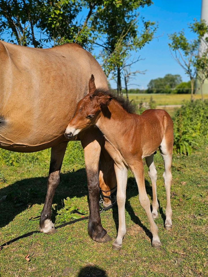 Pony zu Verkaufen! in Körbelitz