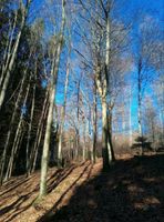 Wiesen-/Waldgrundstücke in Laufach/Aschaffenburg Bayern - Laufach Vorschau