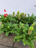 Schopflilie, Ananaslilie, Ananasblume Knollen Baden-Württemberg - Weil am Rhein Vorschau