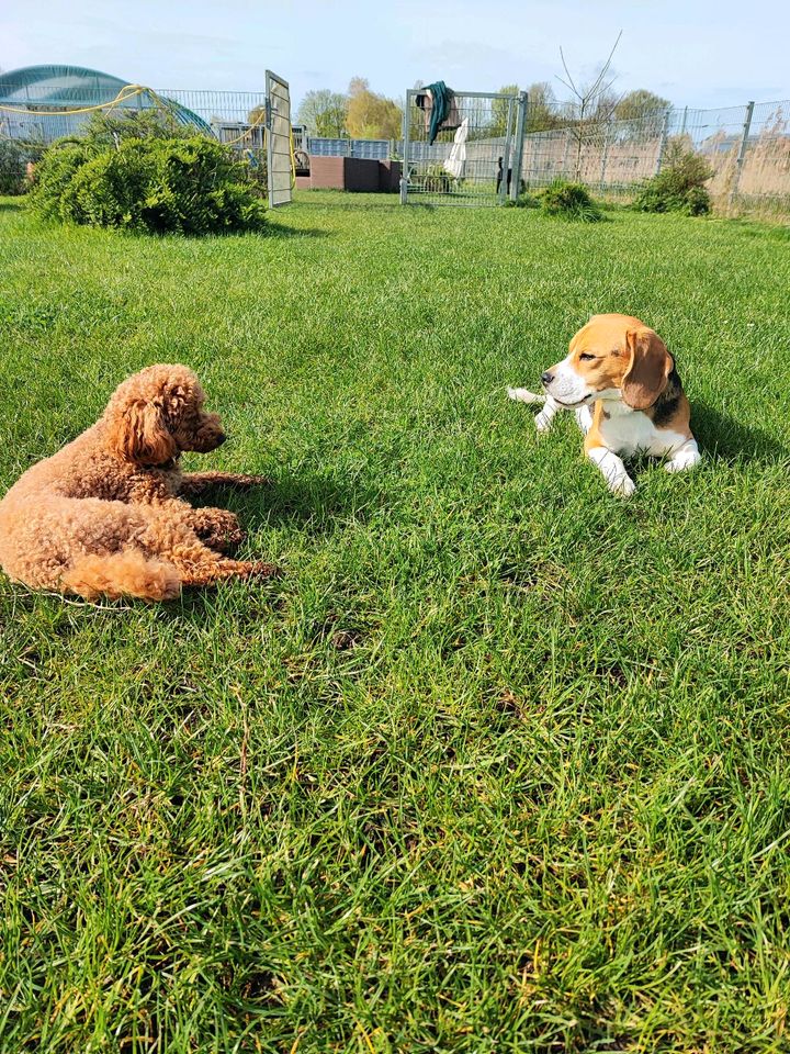 Hundebetreuung in Geesthacht