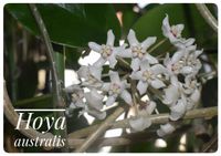 Hoya australis Leipzig - Gohlis-Nord Vorschau