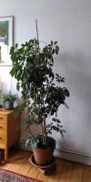 Zimmerpflanze Schefflera groß Bochum - Bochum-Süd Vorschau