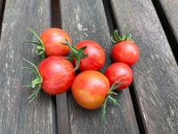 Tomate BUMBLEBEE PINK, Samen, 1,70€ Nordrhein-Westfalen - Eschweiler Vorschau