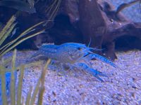 Blauer Floridakrebs - Procambarus alleni Nordrhein-Westfalen - Düren Vorschau