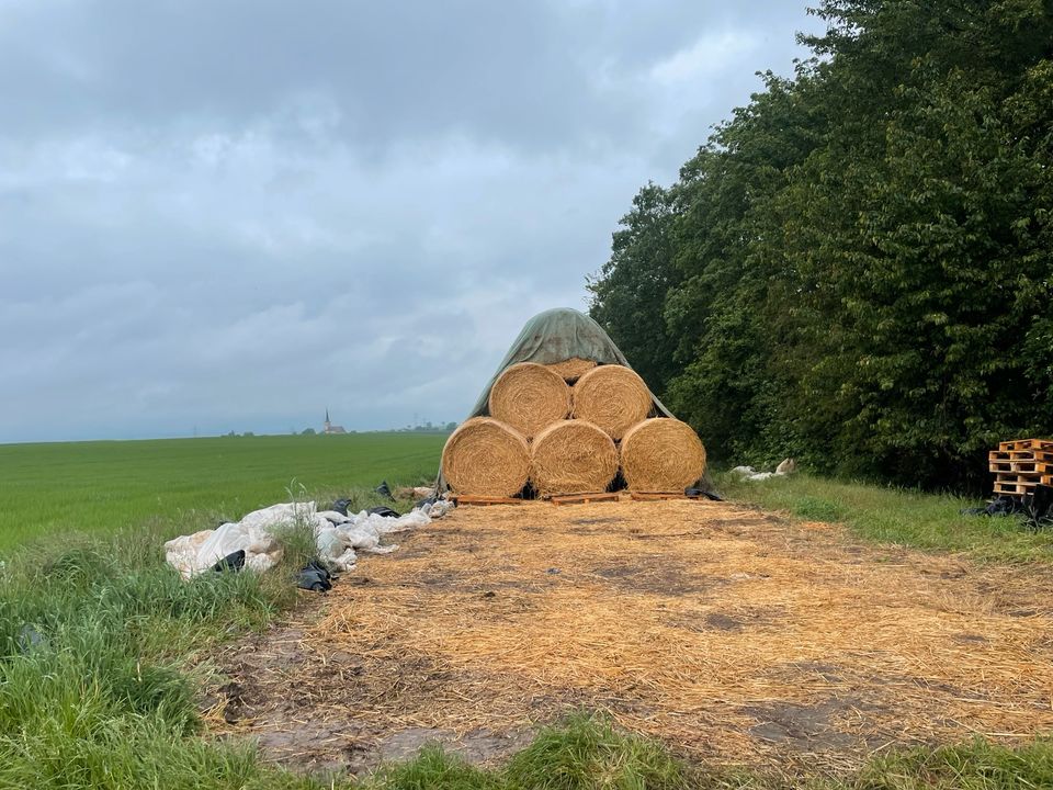 300 Stück Stroh Roggenstroh Rundballen einstreuen in Giebelstadt