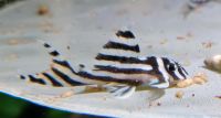 Hypancistrus zebra - L46 - Zebrawels - L-Wels - Aquarium Dresden - Innere Altstadt Vorschau