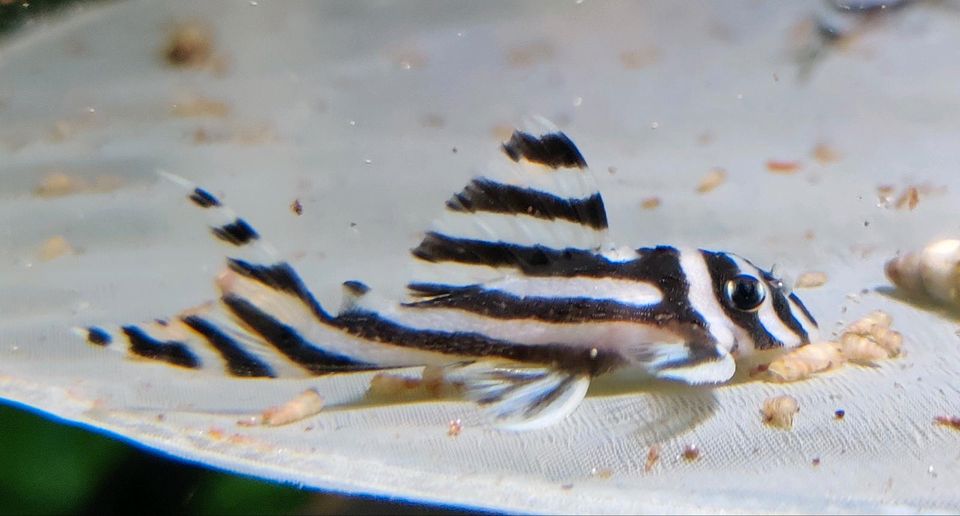 Hypancistrus zebra - L46 - Zebrawels - L-Wels - Aquarium in Dresden