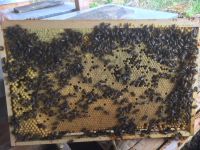 Bio Bienen  Bienenvölker, kleines Hoffmann-Maß, Trogbeute Bayern - Eglfing Vorschau