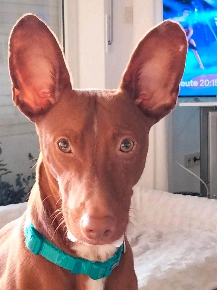 BOLT Podenco Maneto Rüde Tierschutz Hund in Norden