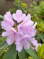 Rhododendron zu verschenken Niedersachsen - Langwedel Vorschau