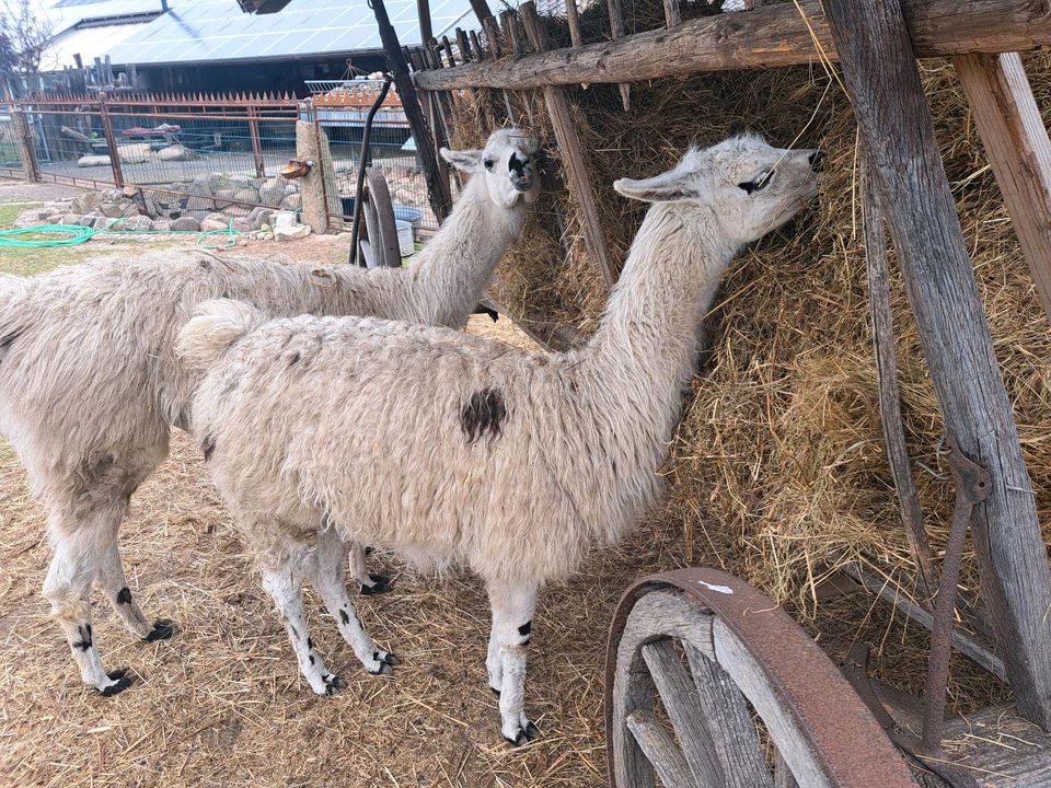 Lama, Herdenschutztier, Rasenmäher in Lohsa