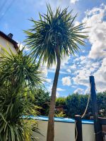 Cordyline australis, Keulenlilie, große Palme, ca. 3,8 m Bayern - Mainleus Vorschau