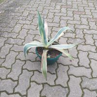 Pflanze für Terrasse &Garten Nordwestmecklenburg - Landkreis - Gadebusch Vorschau