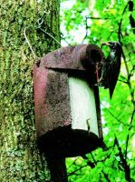 Schwegler Starenhöhle 3SV Ø 45 mm Vogelhaus Nistkasten Vogelhaus Wandsbek - Hamburg Hummelsbüttel  Vorschau