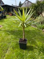 Riesen Palmlilie Jewel - Yucca elephantipes, grün/ weiß gestreift Düsseldorf - Flingern Nord Vorschau