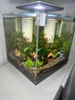 Aquarium von SuperFish  30 Liter Nordrhein-Westfalen - Hünxe Vorschau