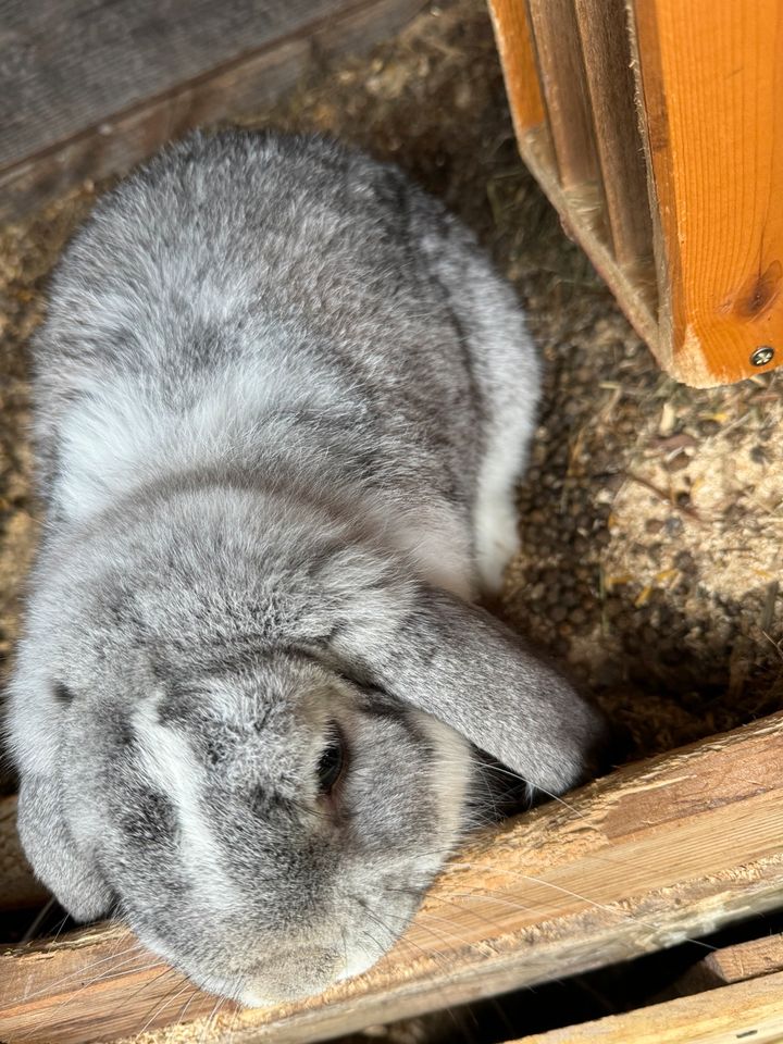 Schlappohr Hase in Traunreut