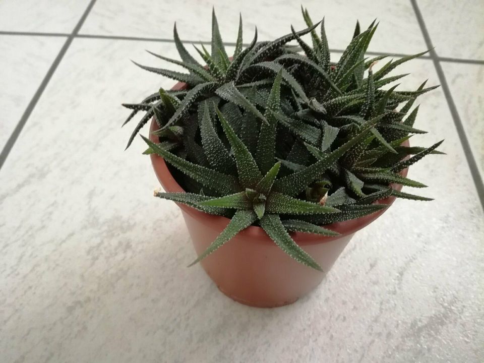 Sukkulenten / Aloe Vera / Haworthia - Zimmerpflanze in Burgrieden