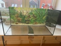 Aquarium 100cm lang Kiel - Ravensberg-Brunswik-Düsternbrook Vorschau