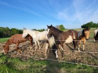 Bunte Wallache  3J. Rheinland-Pfalz - Urbach Westerw Vorschau