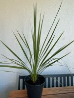 Cordyline Australis Rheinland-Pfalz - Mainz Vorschau