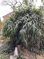 Bambus - zu verschenken Nordrhein-Westfalen - Schermbeck Vorschau