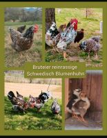 Bruteier Eier Schwedisches Blumenhuhn Huhn Henne reinrassig Bayern - Lalling Vorschau