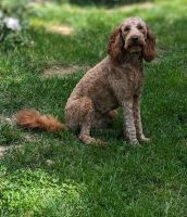 Labradoodle F1b, Hündin, 13 Monate alt, medium sized Niedersachsen - Einbeck Vorschau