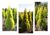 Thuja Golden Smaragd, Lebensbaum, Koniferen, winterhart Nordrhein-Westfalen - Willich Vorschau