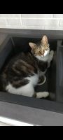 Kater Finley vermisst Nordrhein-Westfalen - Kevelaer Vorschau