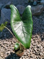 Alocasia zebrina - Zebra Elefantenohr - Zebra Pfeilblatt - 8,90€ Thüringen - Erfurt Vorschau