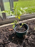 Jungpflanze Tomate St. Pierre (aus Bio-Saatgut) Bayern - Babenhausen Vorschau