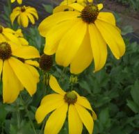 Staude: Fallschirm-Sonnenhut „Rudbeckia nitida“ (Biogarten) Brandenburg - Dahlewitz Vorschau