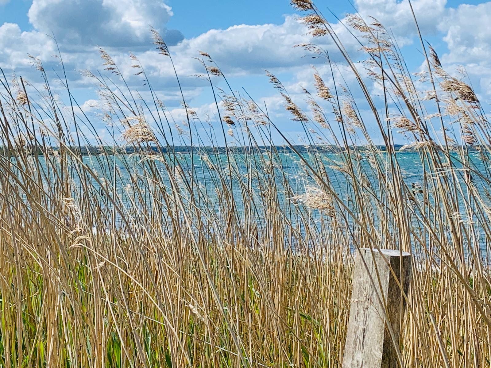 Ferienhaus Ostsee Schlei 6 Personen Hunde Katzen in SchleswigHolstein