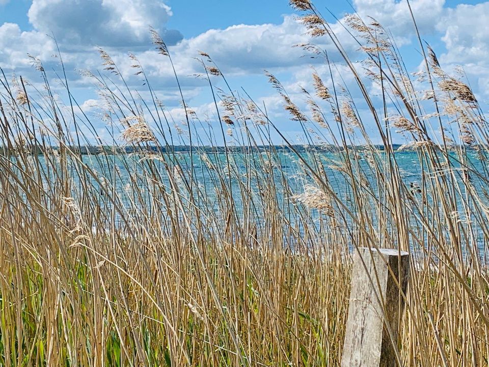 Ferienhaus Ostsee Schlei 6 Personen Hunde Katzen in Kronsgaard