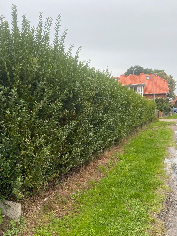 Gärtner Gartenservice Gartenhilfe Heckenschnitt Garten Rodung in Wedemark