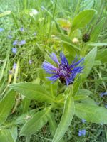 Berg-Flockenblume, blaue Blüte Nordrhein-Westfalen - Soest Vorschau