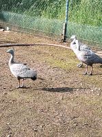 Gänse Hühnergänse Ziergänse Sachsen - Leisnig Vorschau