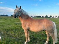 Edelblut Haflinger Charakter aus Gold Sachsen-Anhalt - Gardelegen   Vorschau