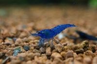 Blue Dream Neocaridina Garnele DNZ Baden-Württemberg - Dürnau Vorschau