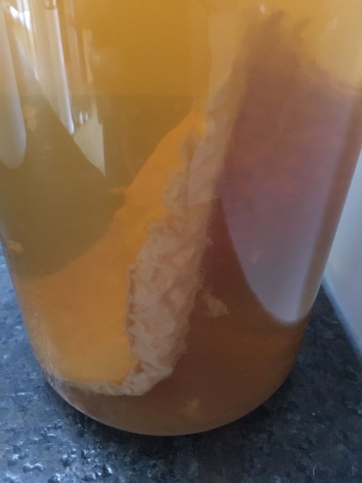 Kombucha Teepilz Tibi Scoby Erfrischungsgetränk in Aalen