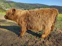 Hochlandrind Highlandcattle Schottisches Hochlandrind Färse Sachsen - Klingenthal Vorschau