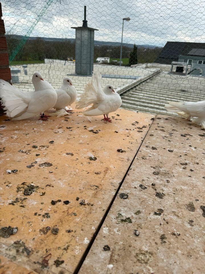 Weiße Tauben in Wachtberg