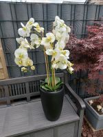 XXL Künstliche Orchidee Nordrhein-Westfalen - Xanten Vorschau