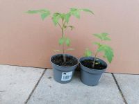 Tomatenpflanze bio, Eiertomate, Gemüse, Hochbeet, Selbstversorger München - Ramersdorf-Perlach Vorschau