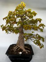 Bonsai Dreispitzahorn Rheinland-Pfalz - Böhl-Iggelheim Vorschau