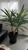 Yucca-Palme, 1.50 hoch Bayern - Karlsfeld Vorschau