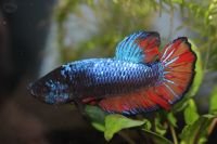 Betta splendens Armageddon hmpk Männchen, Kampffisch Bayern - Langenfeld Vorschau